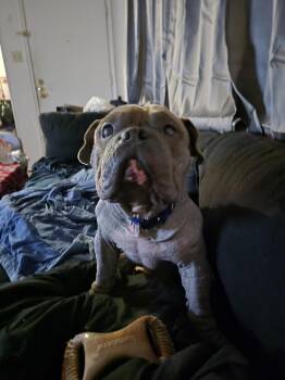 English Bulldog Dogs Available for Adoption - Pork Chop | PetCurious
