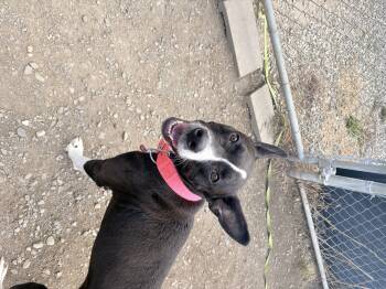 Boston Terrier and Pit Bull Terrier Dogs Available for Adoption in Barton, Vermont - Nyla | PetCurious