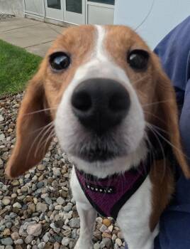 Cleo -  Beagle Dog for Adoption in Coldwater, Michigan - Cleo | PetCurious