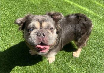 French Bulldog Dogs Available for Adoption in Palo Alto, California - BUBS | PetCurious