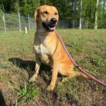 Ranger 042503 -  Black Mouth Cur and Mixed Breed Dog for Adoption in Amory, Mississippi - Ranger 042503 | PetCurious