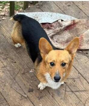 Jack (AL) -  Corgi Dog for Adoption in New York, New York - Jack (AL) | PetCurious