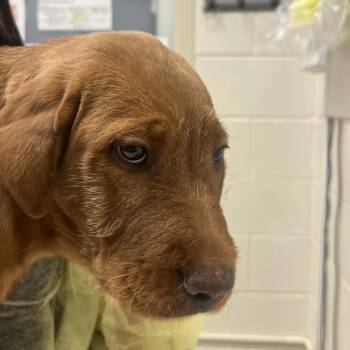 Shar Pei and Golden Retriever Dogs Available for Adoption - Mini Beef | PetCurious