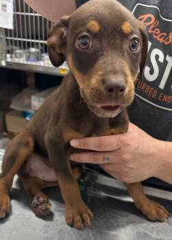 Mixed Breed Dogs Available for Adoption in Hillsdale, Indiana - Dawson | PetCurious
