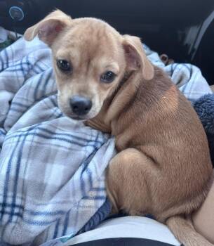 Panini -  Pug Dog for Adoption in Merrillville, Indiana - Panini | PetCurious