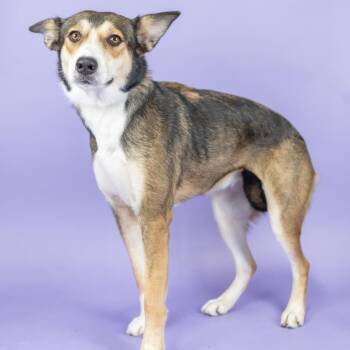 Skye -  Mixed Breed Dog for Adoption in Portland, Oregon - Skye | PetCurious