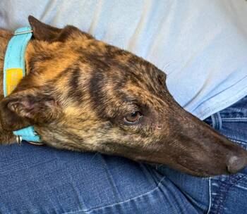 Greyhound Dogs Available for Adoption in Hopkinton, Massachusetts - Dutchie  (Vorhees) | PetCurious