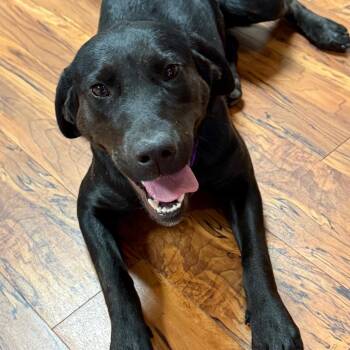 Black Labrador Retriever Dogs Available for Adoption - Ivy | PetCurious