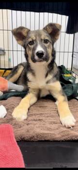 Rescue Shepherd Dogs for Adoption in Collierville, Tennessee - Laurel | PetCurious