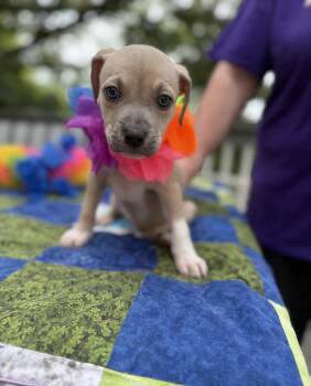 Miss Pink -  Australian Cattle Dog Blue Heeler and Terrier Dog for Adoption - Miss Pink | PetCurious