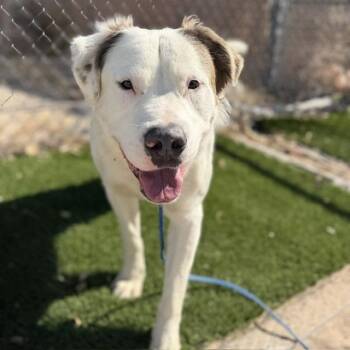 Pit Bull Terrier and Mixed Breed Dogs Available for Adoption in Bullhead City, Arizona - Bear | PetCurious