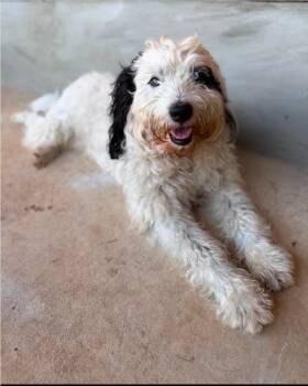 London -  Spanish Water Dog and Poodle Dog for Adoption in Garden Valley, Idaho - London | PetCurious