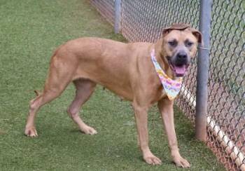 Sassy -  Mixed Breed Dog for Adoption in Athens, Georgia - Sassy | PetCurious