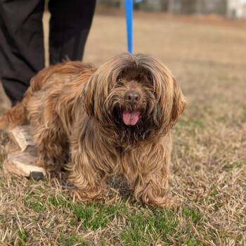 Shih Tzu Dogs Available for Adoption - Ducky(Hw+)01-0905 | PetCurious