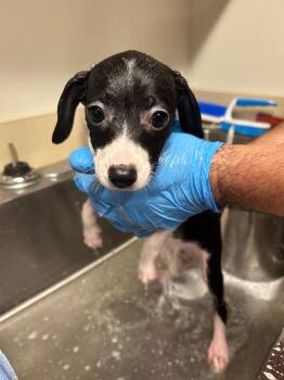 Wanda -  Pit Bull Terrier and Chihuahua Dog for Adoption in Springfield, Tennessee - Wanda | PetCurious