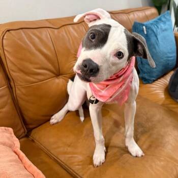 Sweet Pea Honey Bee -  Pit Bull Terrier and American Staffordshire Terrier Dog for Adoption in Friendswood, Texas - Sweet Pea Honey Bee | PetCurious