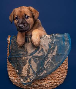 Mastiff and Wirehaired Pointing Griffon Dogs Available for Adoption in Palo Alto, California - Myth: Yeti | PetCurious
