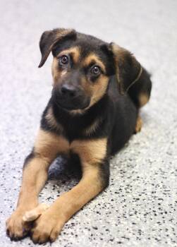 Key in NH. Come Meet our Adoptable Dogs Wednesday-Saturday. More -  Shepherd Dog for Adoption in Manchester, New Hampshire - Key In NH. Come Meet Our Adoptable Dogs Wednesday-Saturday. More | PetCurious