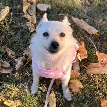 Beatrice Bella -  Schipperke Dog for Adoption in Spring Hill, Kansas - Beatrice Bella | PetCurious