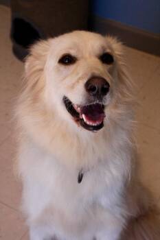 Rylee -  Great Pyrenees Dog for Adoption in Morgantown, Kentucky - Rylee | PetCurious