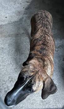 Jelly -  Hound Dog for Adoption in Elkins, West Virginia - Jelly | PetCurious