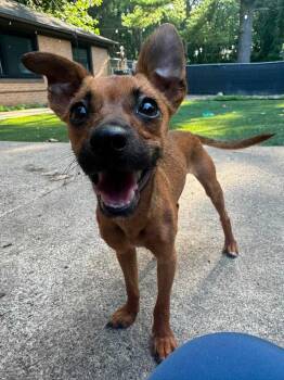 Miso -  Chihuahua Dog for Adoption - Miso | PetCurious