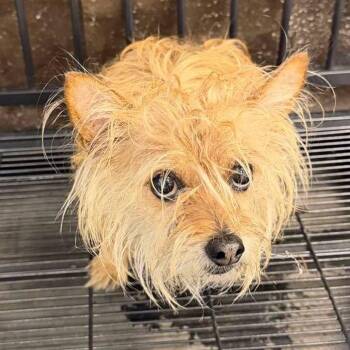 Officer Sprinkles -  Cairn Terrier Dog for Adoption in Columbia, Illinois - Officer Sprinkles | PetCurious