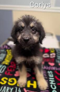 Corlys -  Yorkshire Terrier Dog for Adoption in Lacona, New York - Corlys | PetCurious