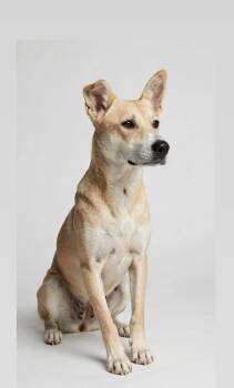 WILLOW -  Carolina Dog and Basenji Dog for Adoption in Houston, Texas - WILLOW | PetCurious