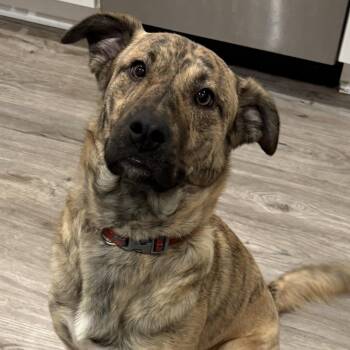 Rescue Mountain Cur and Plott Hound Dogs for Adoption in Brentwood, Tennessee - Kia | PetCurious