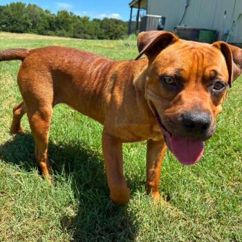 Woodrow -  Bullmastiff and Mixed Breed Dog for Adoption in Hackett, Arkansas - Woodrow | PetCurious