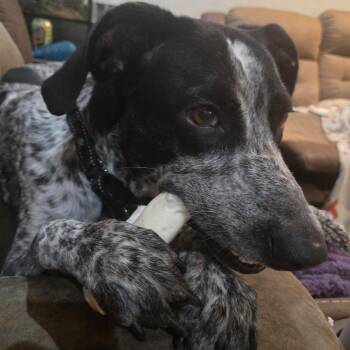 German Shorthaired Pointer Dogs Available for Adoption in Marion, Massachusetts - Kimber | PetCurious
