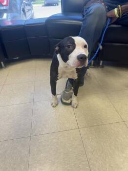 Pit Bull Terrier Dogs Available for Adoption in Killeen, Texas - DELILAH | PetCurious