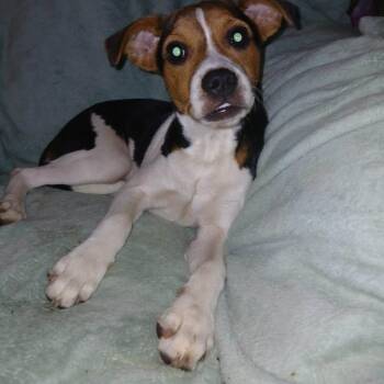 DAINTY -  Beagle Dog for Adoption in Chicopee, Massachusetts - DAINTY | PetCurious