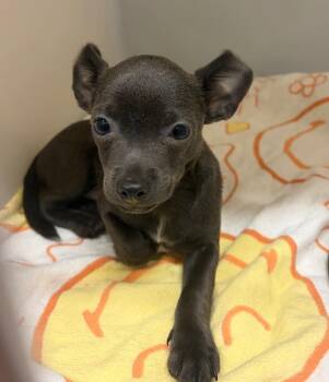 Crumpet -  Chihuahua Dog for Adoption in Douglasville, Georgia - Crumpet | PetCurious