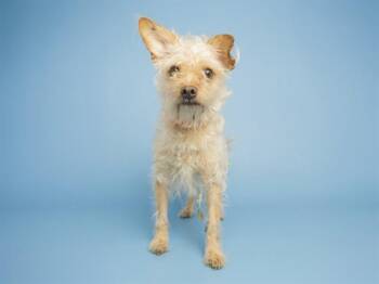 Toy Fox Terrier Dogs Available for Adoption in Phoenix, Arizona - NICO | PetCurious