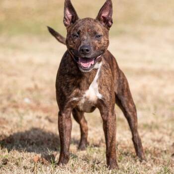 Rescue Terrier Dogs for Adoption in Henderson, Kentucky - Brent | PetCurious