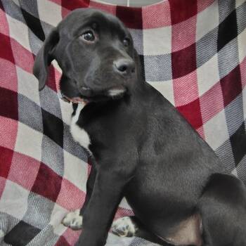 Newfoundland Dog and Rottweiler Dogs Available for Adoption in Coos Bay, Oregon - Puppy 4 / Lyla | PetCurious