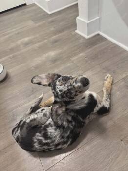 Catahoula Leopard Dog Dogs Available for Adoption in Silsbee, Texas - Indy #A-141577 | PetCurious