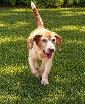 Macie -  Beagle Dog for Adoption in Dunnellon, Florida - Macie | PetCurious
