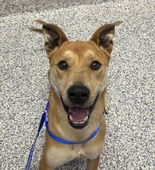 Trinity -  German Shepherd Dog Dog for Adoption in Golden, Colorado - Trinity | PetCurious
