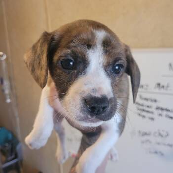 Pit Bull Terrier and Mixed Breed Dogs Available for Adoption - Greg | PetCurious