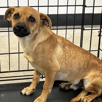 Mixed Breed Dogs Available for Adoption in San Francisco, California - Winston | PetCurious