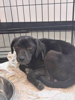 Miriam -  Mixed Breed Dog for Adoption in West Chester, Pennsylvania - Miriam | PetCurious