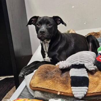 Darla -  Labrador Retriever and Mixed Breed Dog for Adoption in Broken Arrow, Oklahoma - Darla | PetCurious