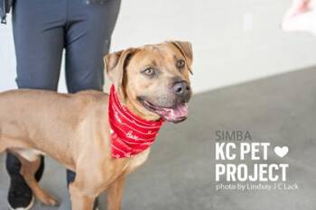 Simba -  Pit Bull Terrier and Mixed Breed Dog for Adoption in Kansas City, Missouri - Simba | PetCurious