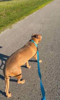 Draco -  Pit Bull Terrier Dog for Adoption in Tulsa, Oklahoma - Draco | PetCurious