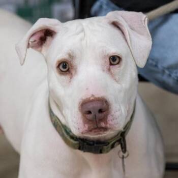 Angelica -  Pit Bull Terrier and Mixed Breed Dog for Adoption in Atlanta, Georgia - Angelica | PetCurious