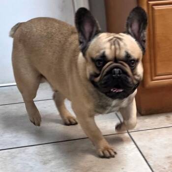 French Bulldog Dogs Available for Adoption - Havy | PetCurious