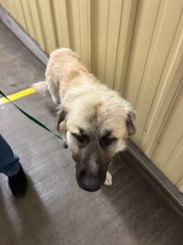 Cake -  Anatolian Shepherd Dog for Adoption in Phoenix, Oregon - Cake | PetCurious